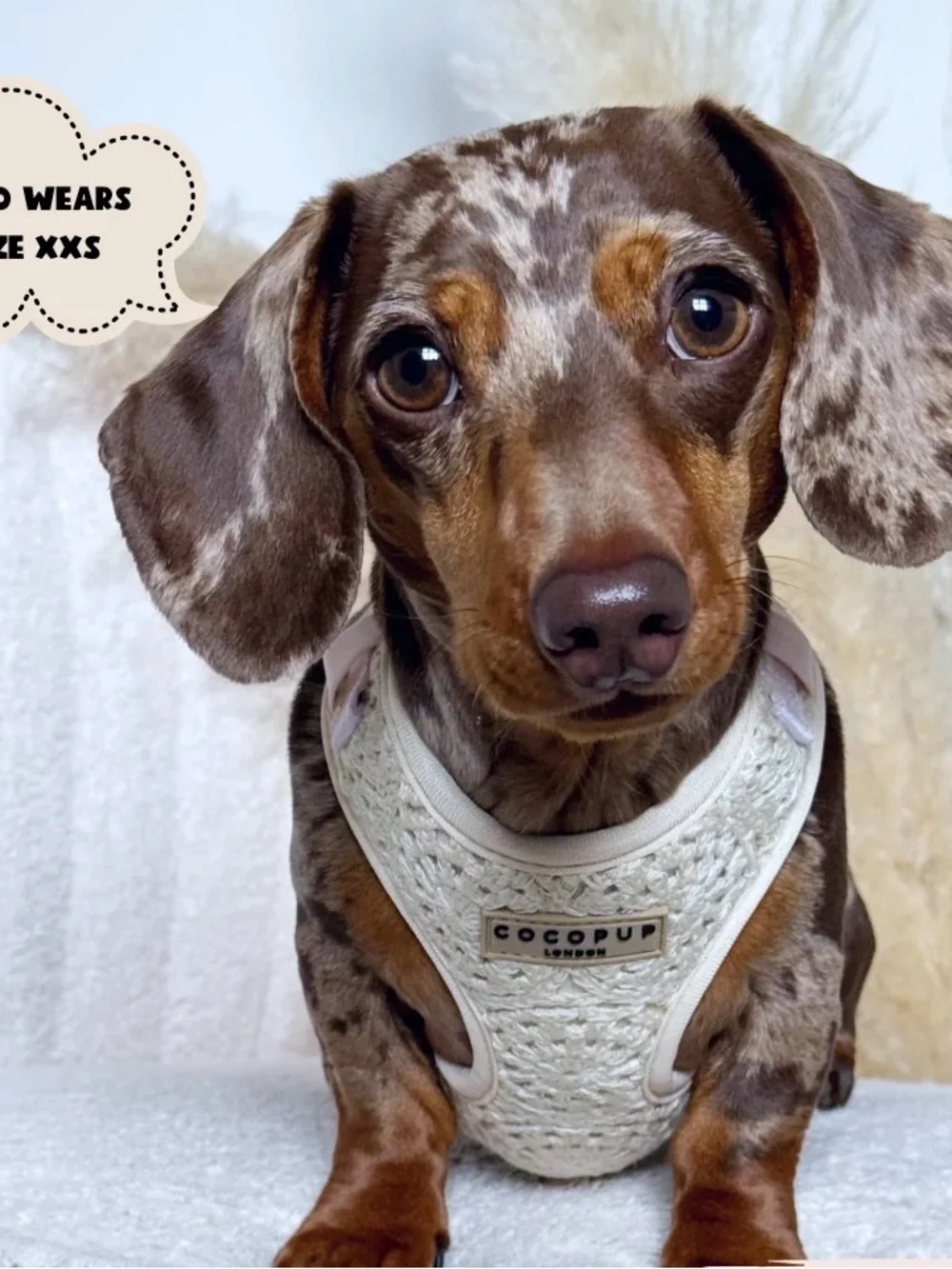 Cocopup London Cream Crochet Dog Harness (xxs) - Soft Padded Comfort
